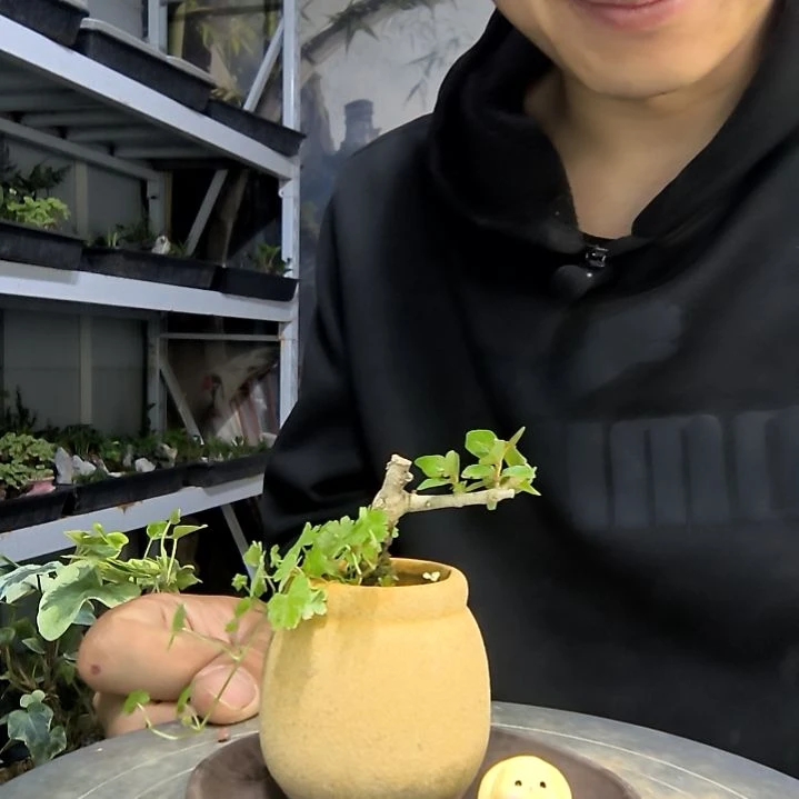 瓮*中青园艺一物一拍187