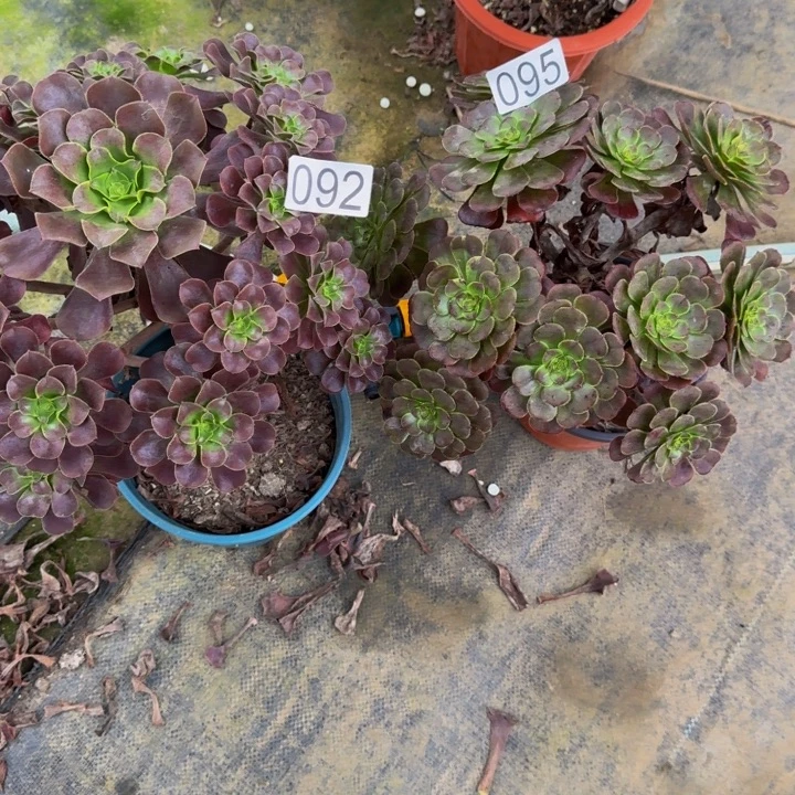 萍***子000000000920950000