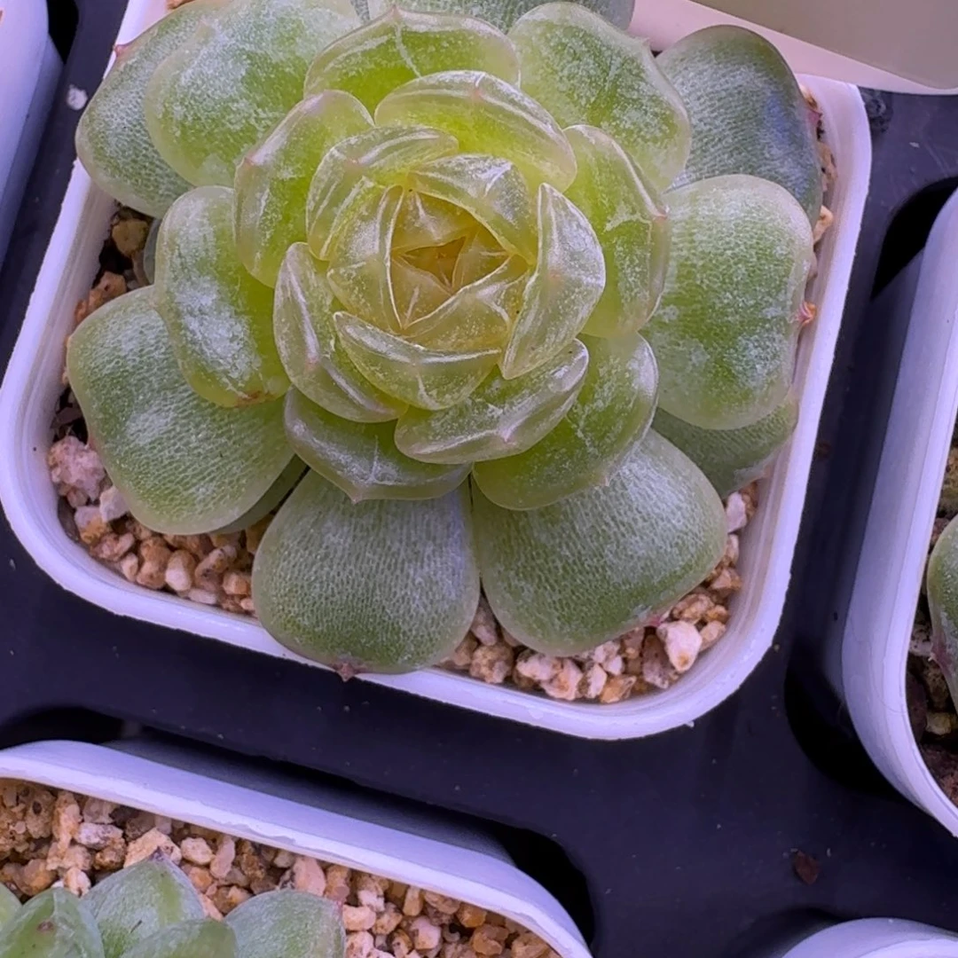 玄***雀0911-93-彩恋单头
