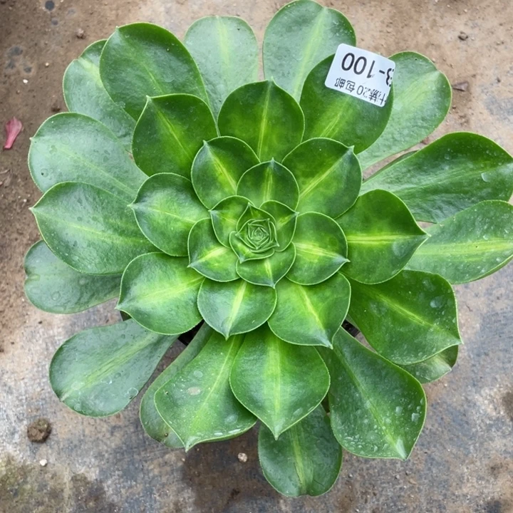 100香中班多肉123446789