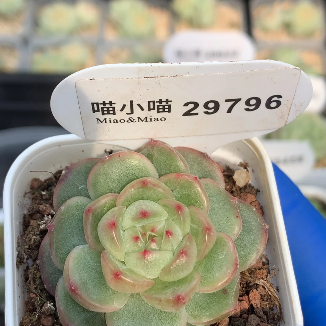 多肉植物杂交珍妮