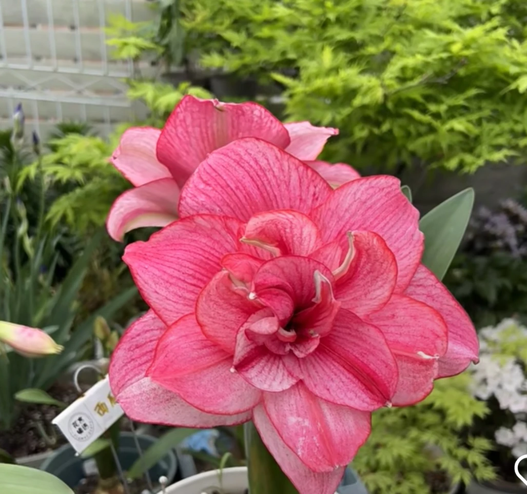 （西瓜酒）重瓣朱顶红自然球包对版送肥料4公分