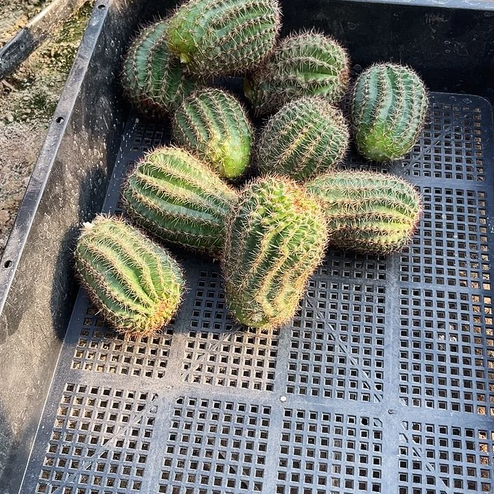 国色侧芽歪5公分左右满18包邮