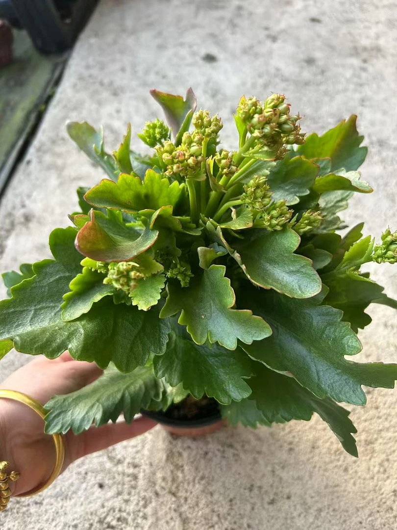 120型号23-279长寿花