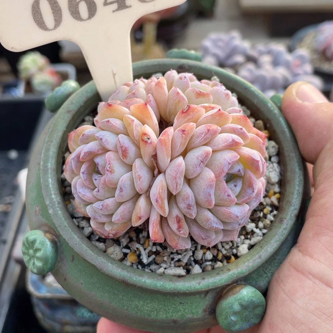 0648雪颜不带盆7厘米