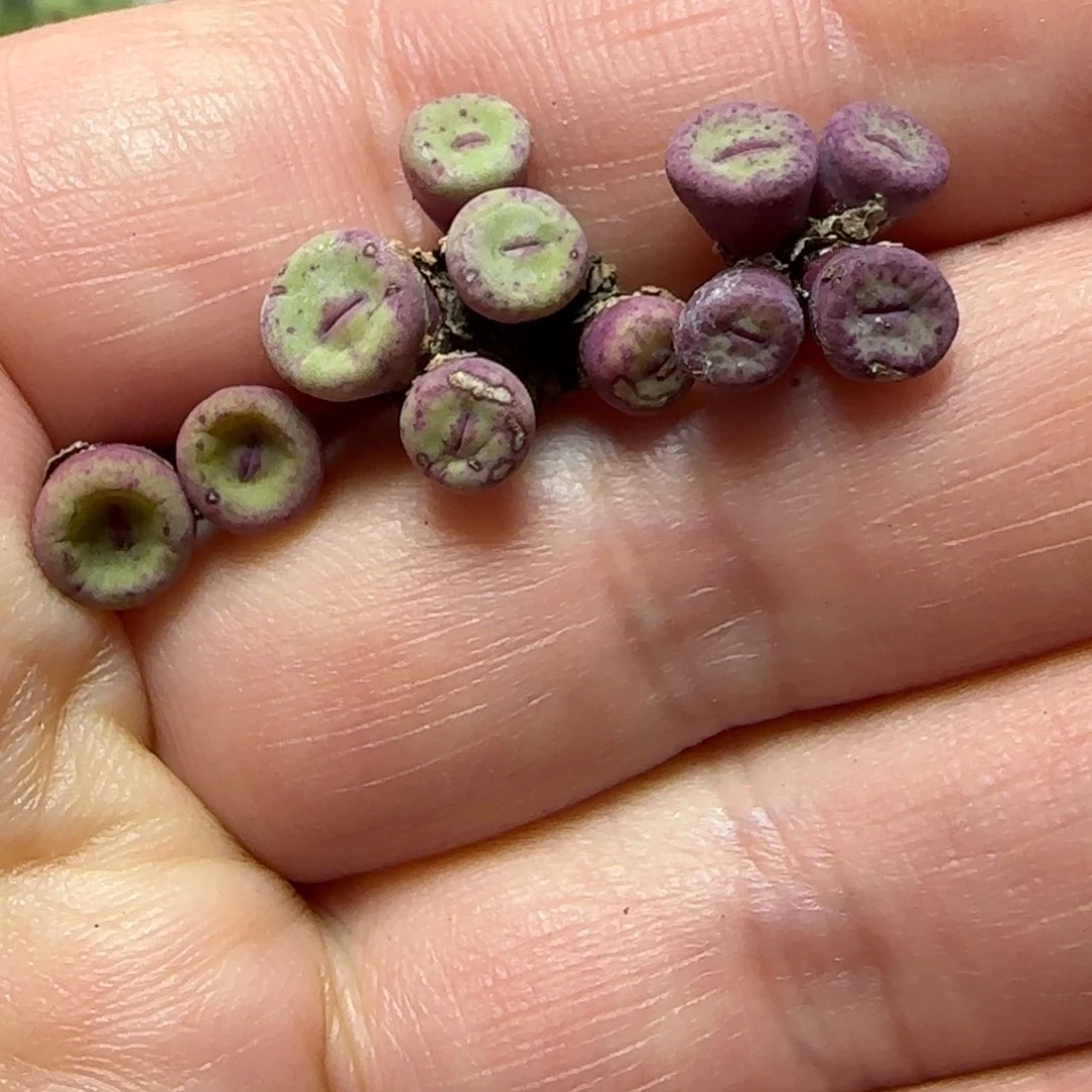 1.26多肉嘟嘟嘴一颗73号