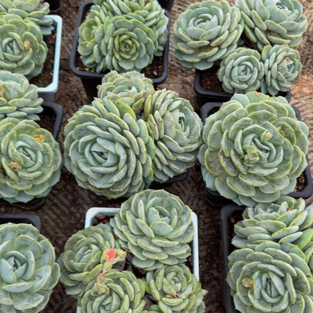 无花朵劳林群3头