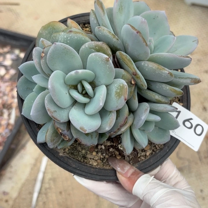 160 售后范围：签收起7天内