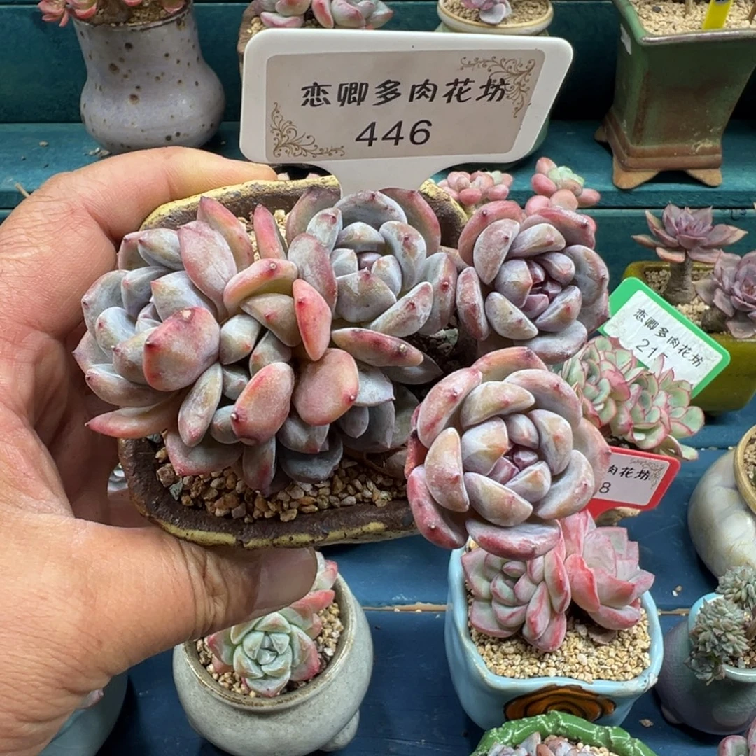 446星影老桩多头无砍