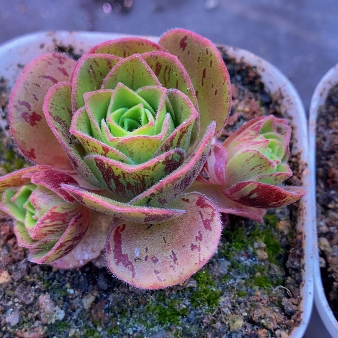 向**花陈陈808疑似东方大G贵货