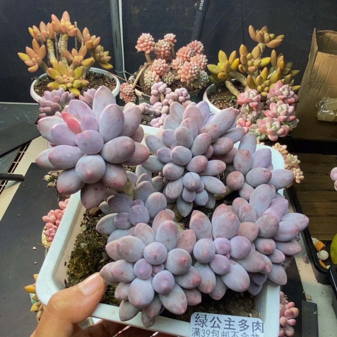 167丸叶汤圆多肉9c m