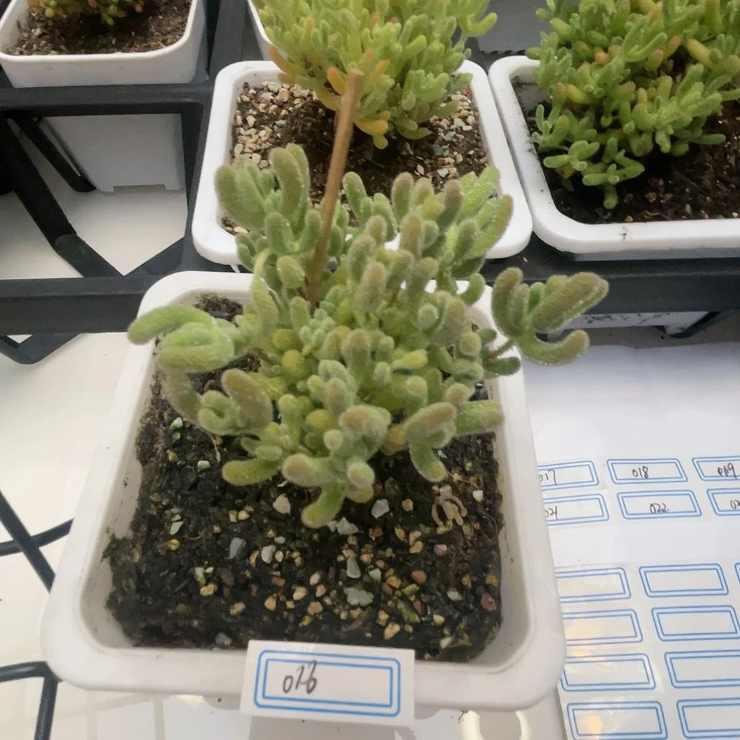 016冰晶福袋福利炸