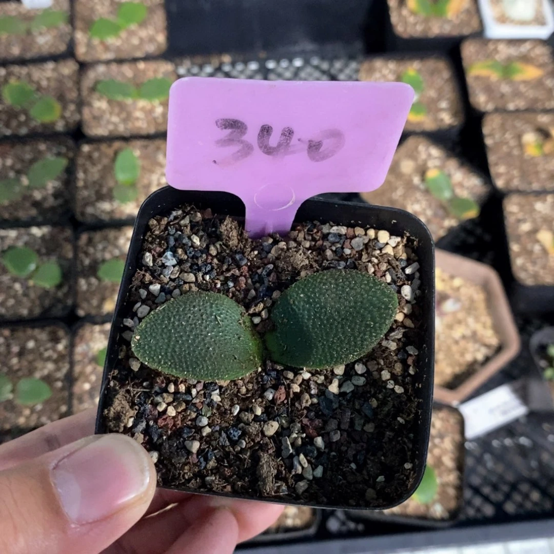 钢锉多肉植物一个