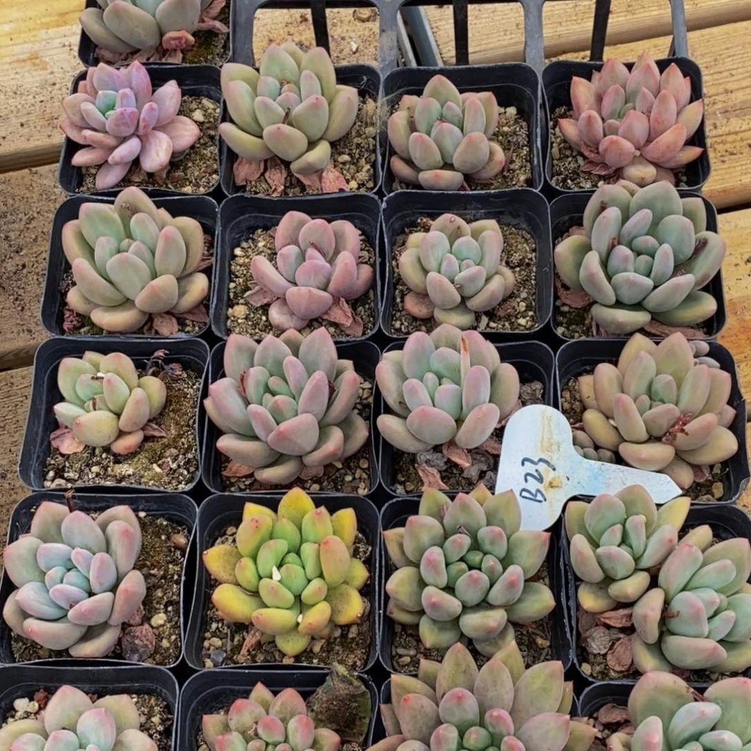 042多肉植物保护研究所所长