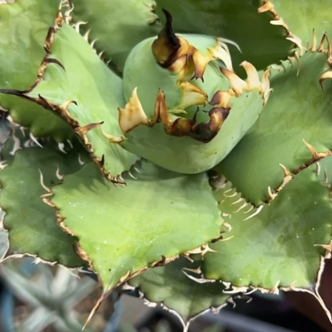 蕾丝带副刺灯养仁王冠植物