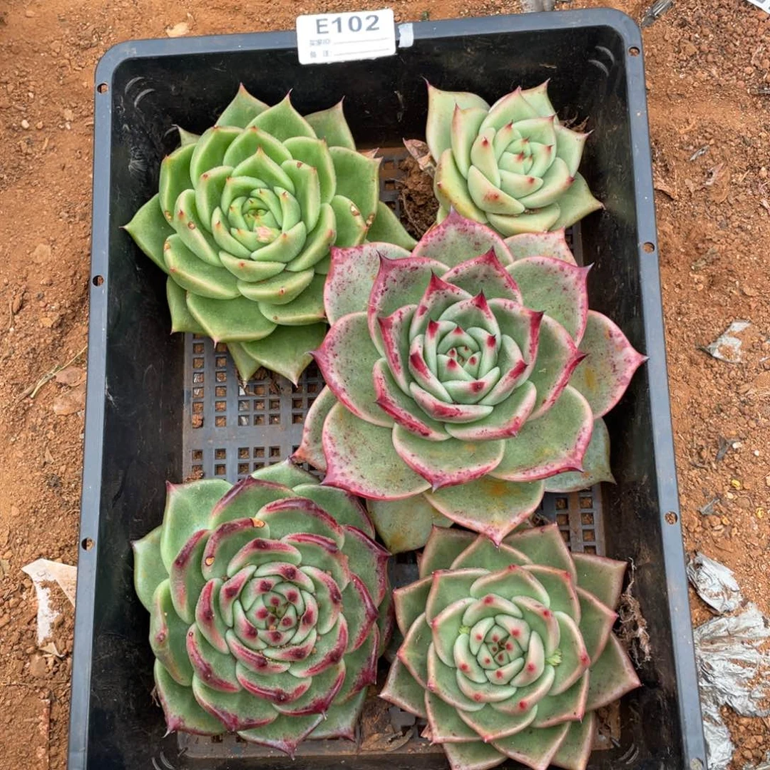 无花朵若如东云组拍E102