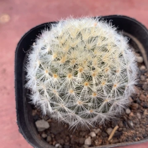 白刺嘉文丸5仙人球