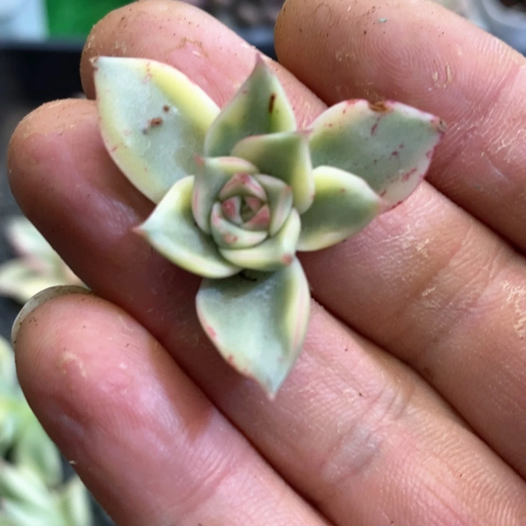 斗牛士锦复轮崽多肉锦