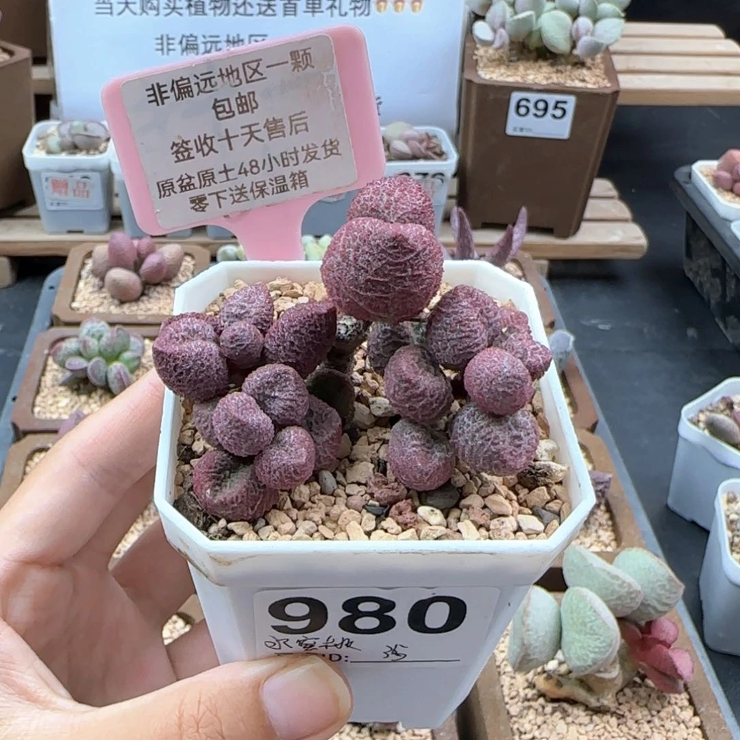 980水蜜桃多肉植物