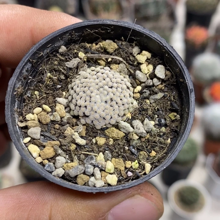 松针牡丹特价福利2