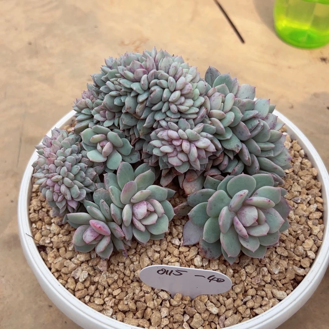 芣**一0115-40戴露露缀