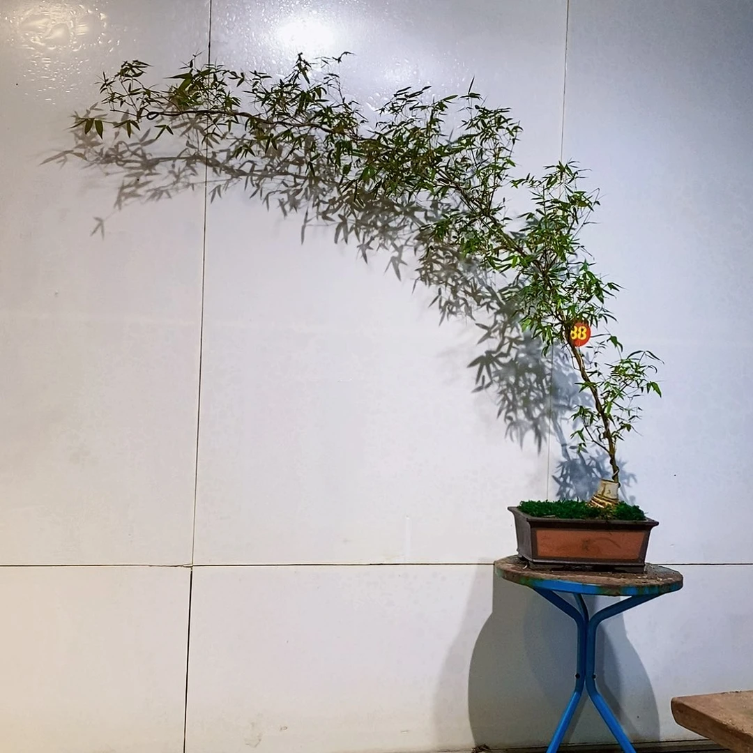 完全开放小叶簕竹一物一拍