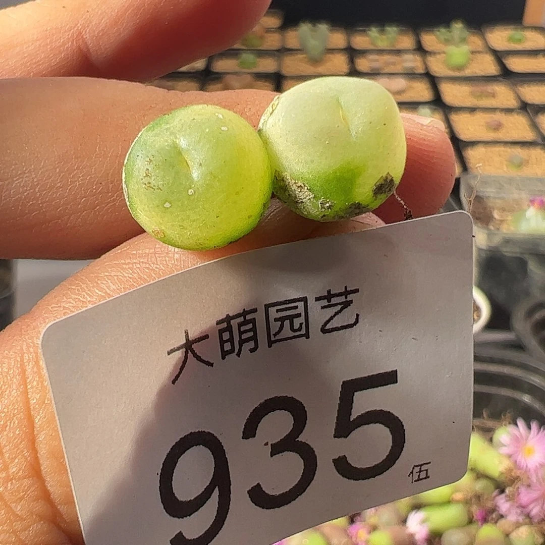 一物一拍干疤福利。935