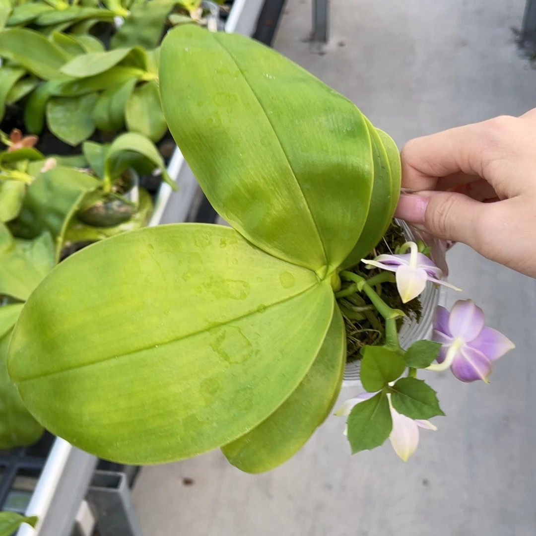 无花朵蝴蝶兰原生