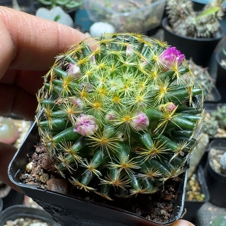 676明星脱土发货实生