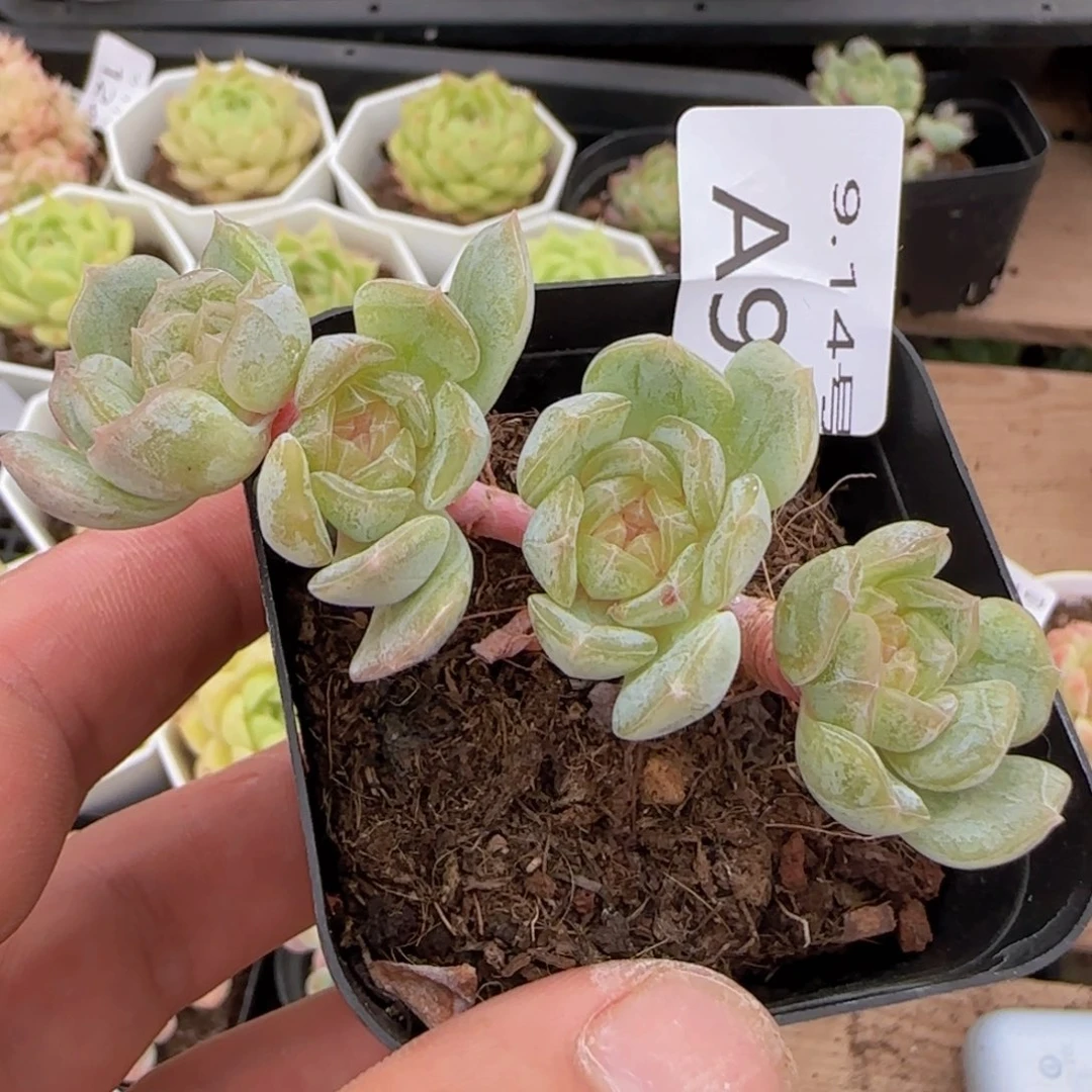 白色恋人四头老桩