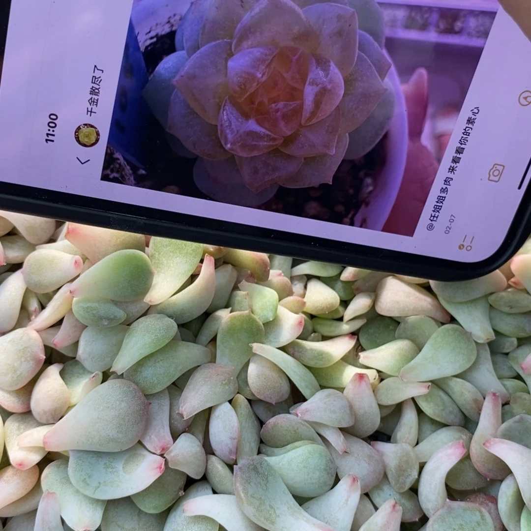 纯叶片素心一片多肉叶子