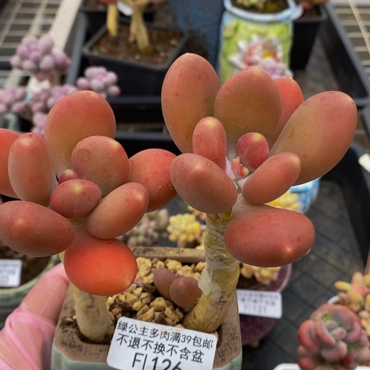 金蝉老桩126多肉植物