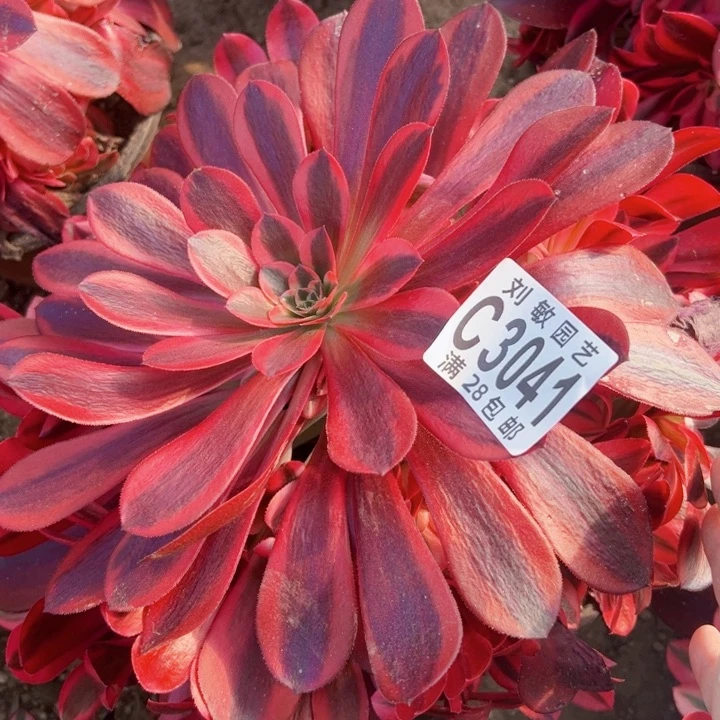 用****33041美杜莎多肉植物法师