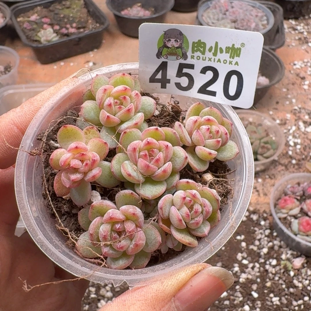 多肉植物多肉植物