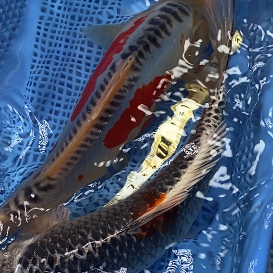 锦鲤冷水锦鲤包邮