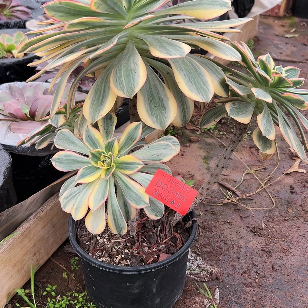 0346多肉植物、灿烂