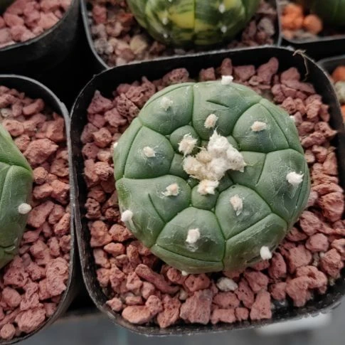 回***光实生龟甲兜！！！！