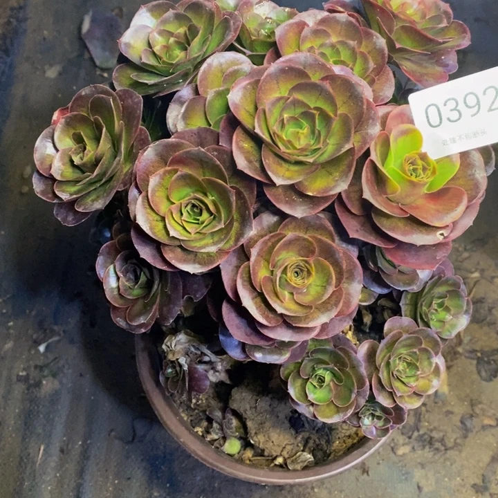 魅金多肉断头不包0392