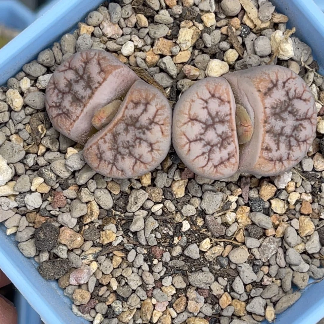 7616双头向日葵1母本