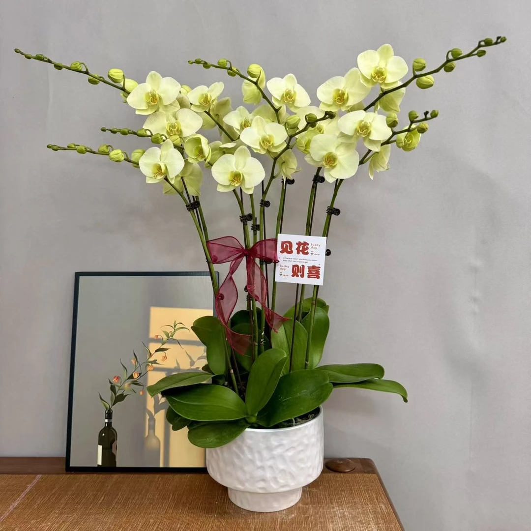 蝴蝶兰【穆夏】黄绿色高品质室内高端绿植花卉商务礼品花