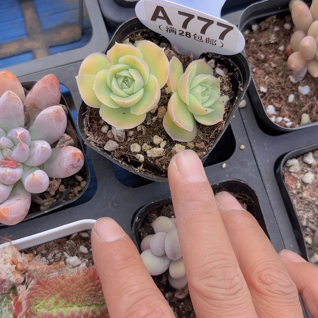 A777水晶虾饺一物一拍