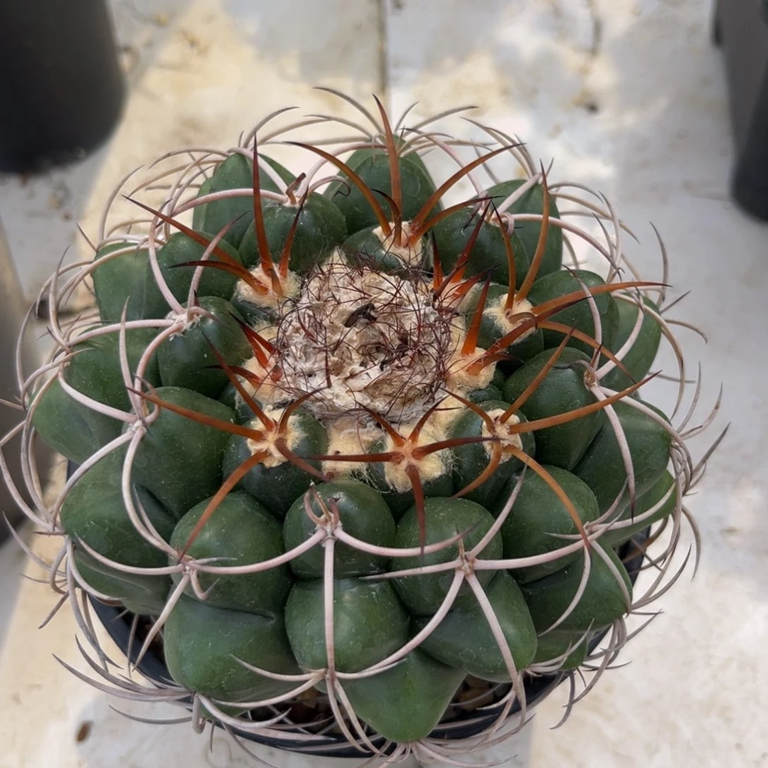 圆盘Zzzzzzzzzzzzzzzzzzzz