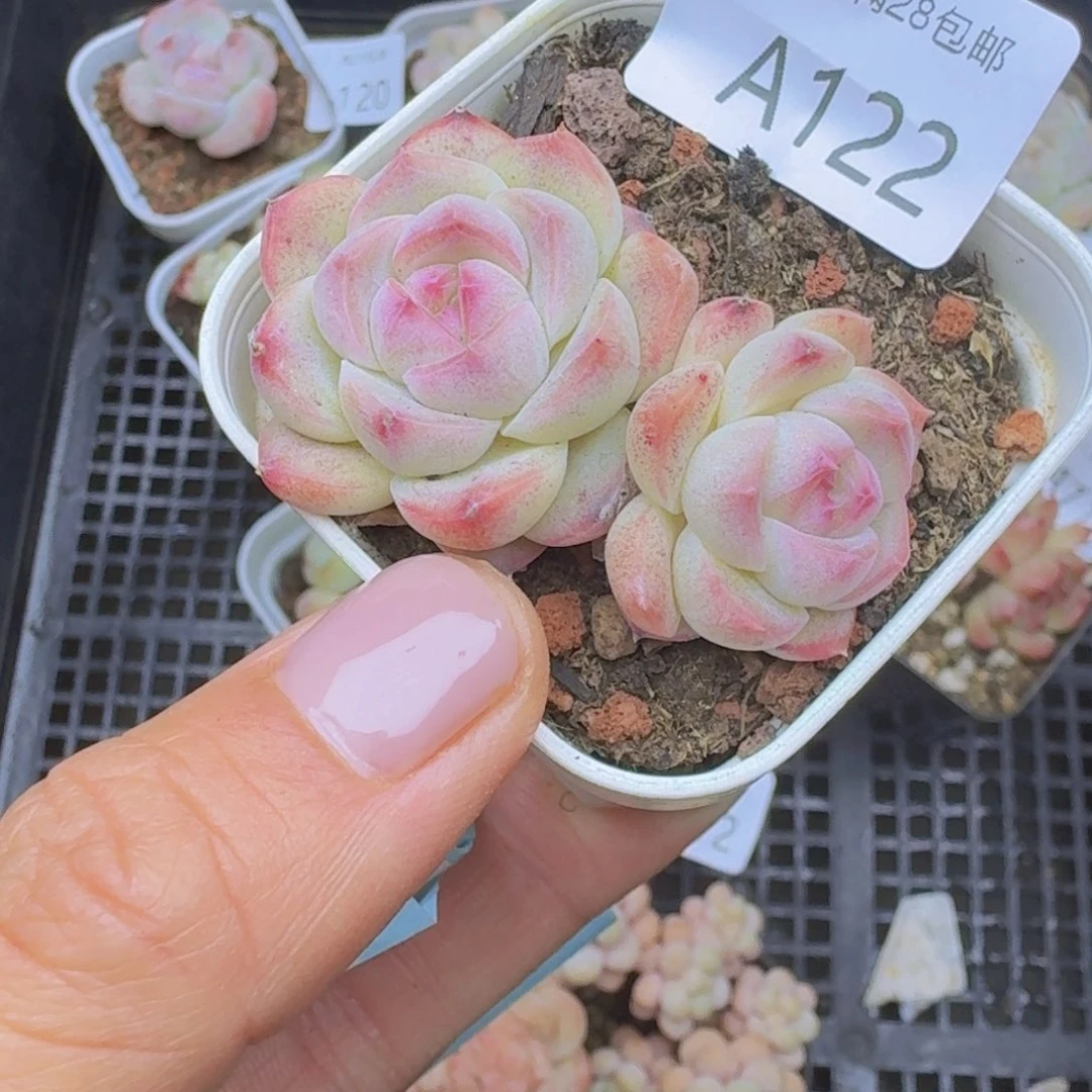 双头白桃汽水一颗带盆