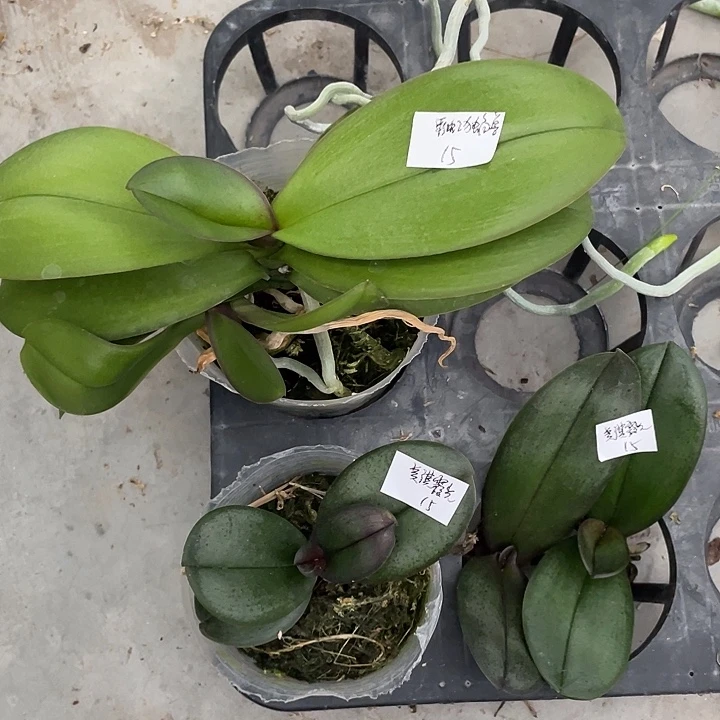 完全开放处理拯救苗彩虹独角兽➕3颗美琪霞光不售后4