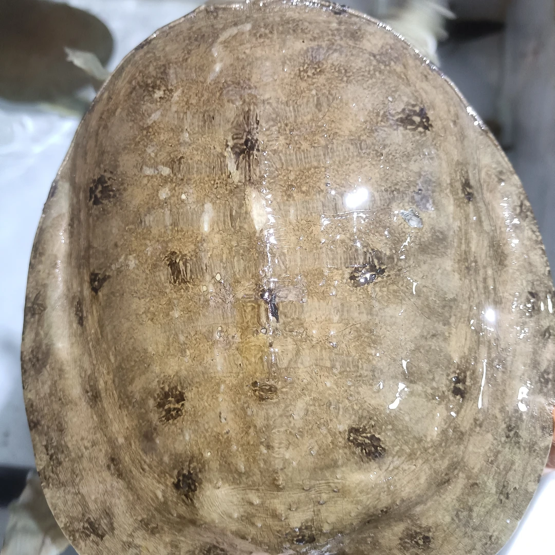 野生甲鱼团鱼老鳖