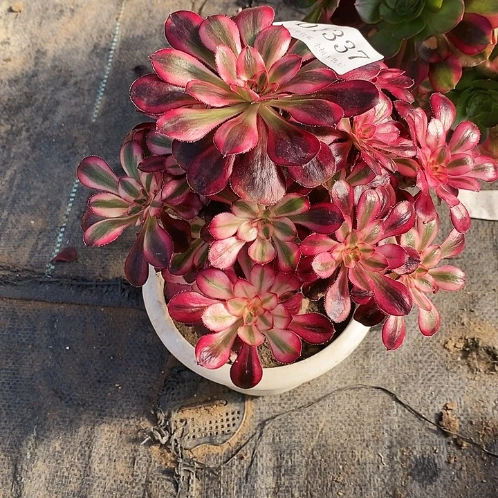 1337香奈儿多肉植物