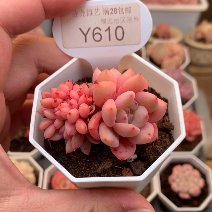 0610林依晨缀5.5厘米