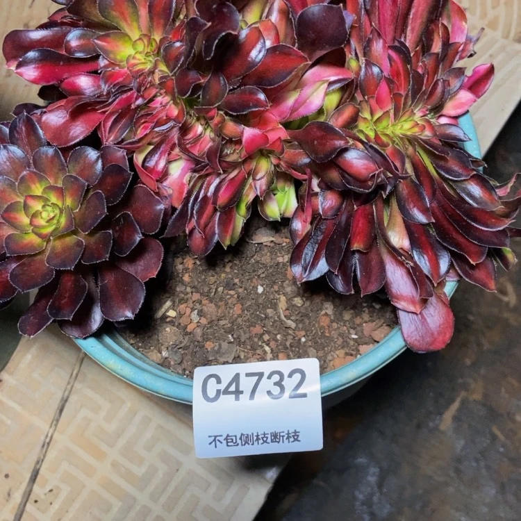 【闪购商品】人*4732花蝴蝶多肉