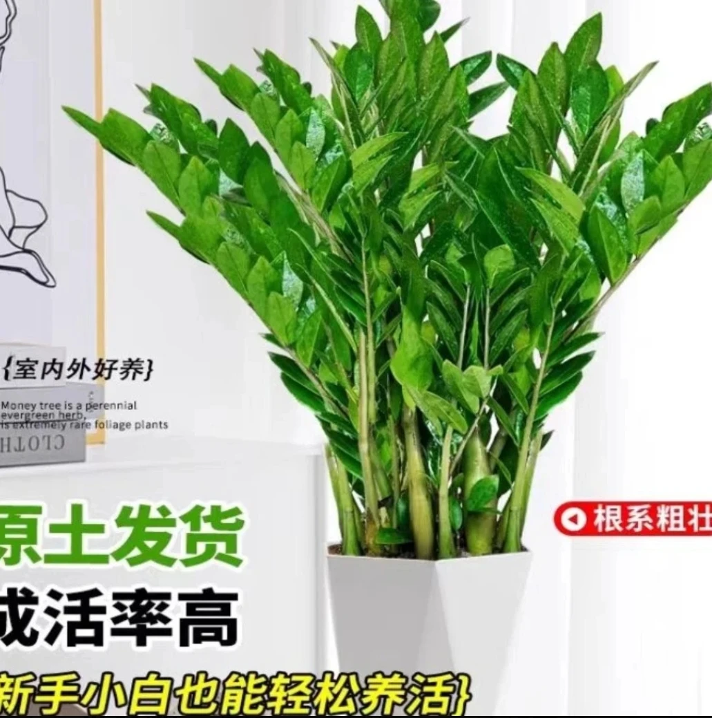 金钱树70-80厘米大型盆栽懒人植物室内客厅好养绿植
