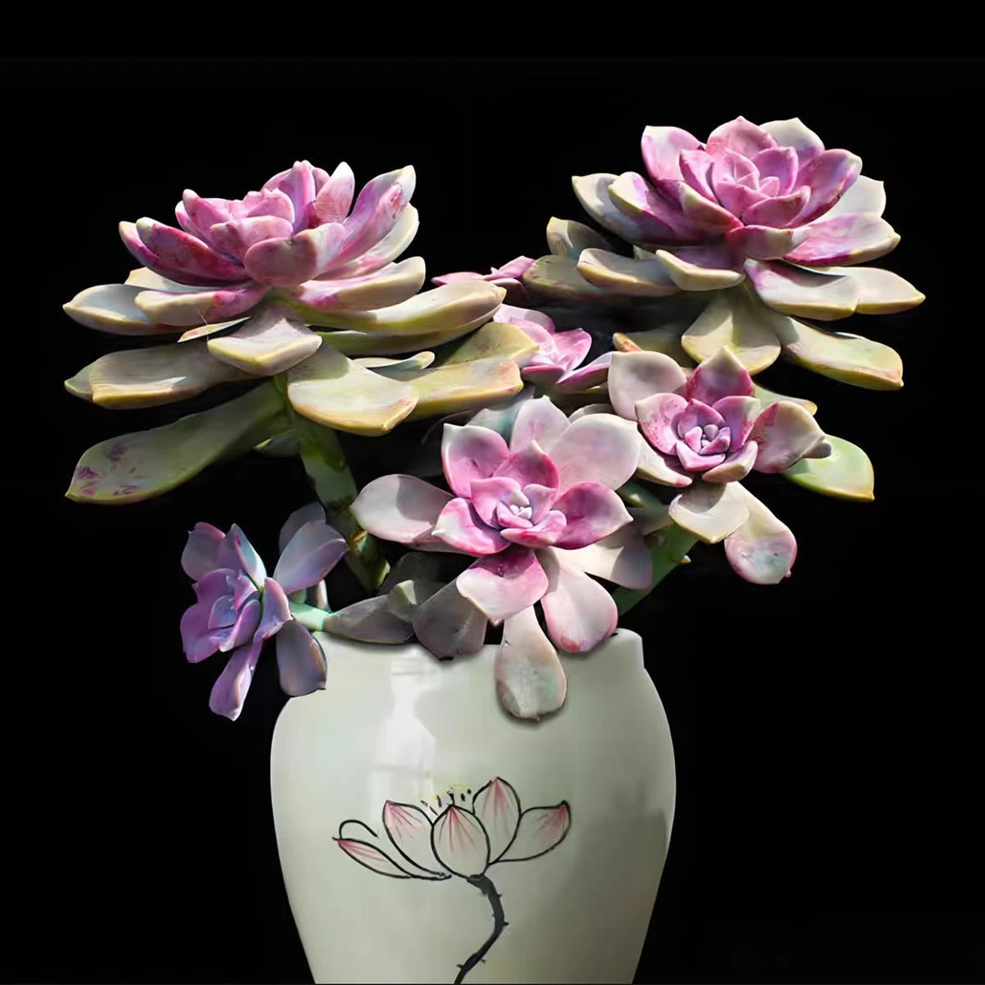 盆栽紫乐多肉 一物一拍 直播间实物为准